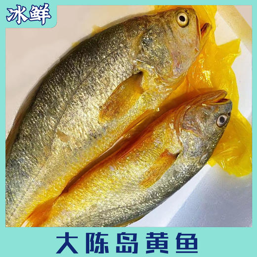 大陈岛黄鱼 商品图1