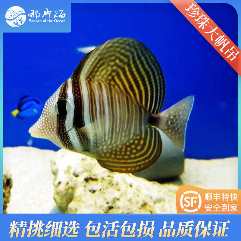 珍珠大帆吊Zebrasoma desjardinii