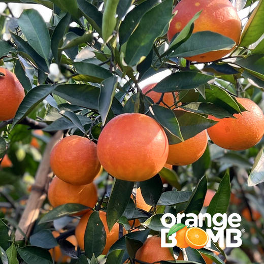 水嫩玫瑰香塔罗科血橙(新系品种） 四川宜宾产 顺丰京东快递 商品图9