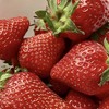 【芬芳甜美 儿时草莓香】2025新产季丹东东港的99红颜草莓 商品缩略图9