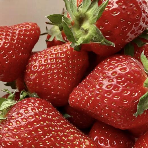 【芬芳甜美 儿时草莓香】2025新产季丹东东港的99红颜草莓 商品图9