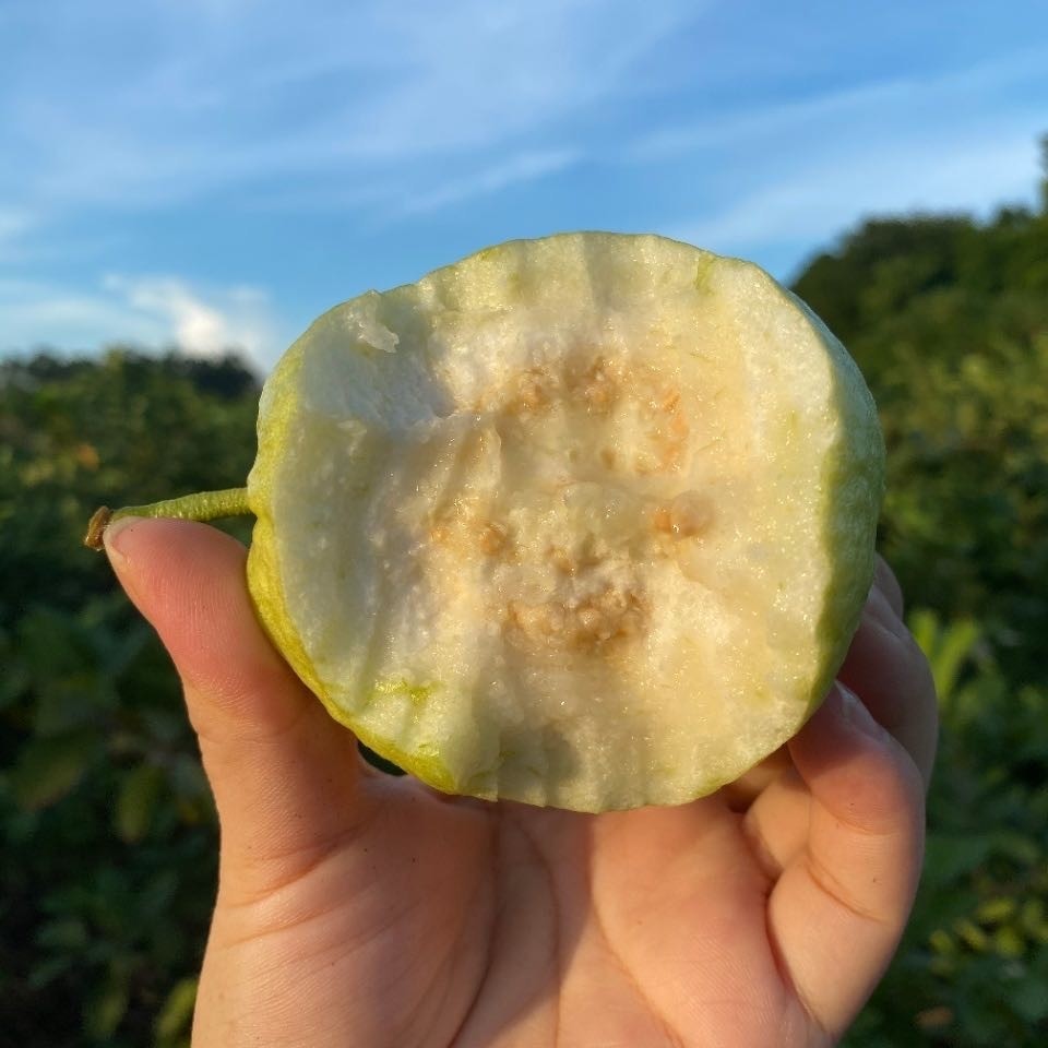 树上熟奶油芭乐  4.5-5斤彩箱装 （约6-13个左右   具体以重量为准）温馨提示 因授粉原因   极个别果为红心芭乐 介意慎拍