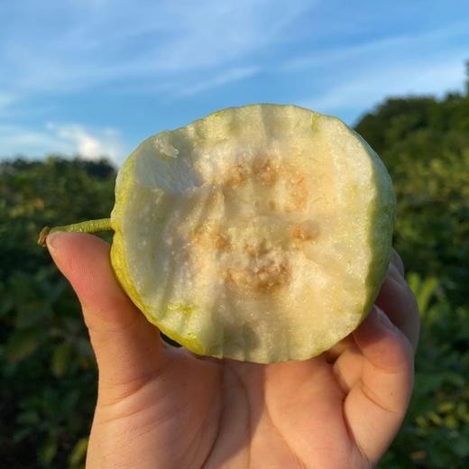 树上熟奶油芭乐  4.5-5斤彩箱装 （约6-13个左右   具体以重量为准）温馨提示 因授粉原因   极个别果为红心芭乐 介意慎拍 商品图0