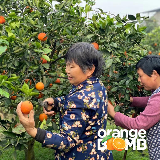 水嫩玫瑰香塔罗科血橙(新系品种） 四川宜宾产 顺丰京东快递 商品图12