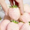 【顺丰空运】淡雪草莓  日本奈良种源  个大饱满  白嫩剔透 颗颗香甜 不打膨大剂 商品缩略图0