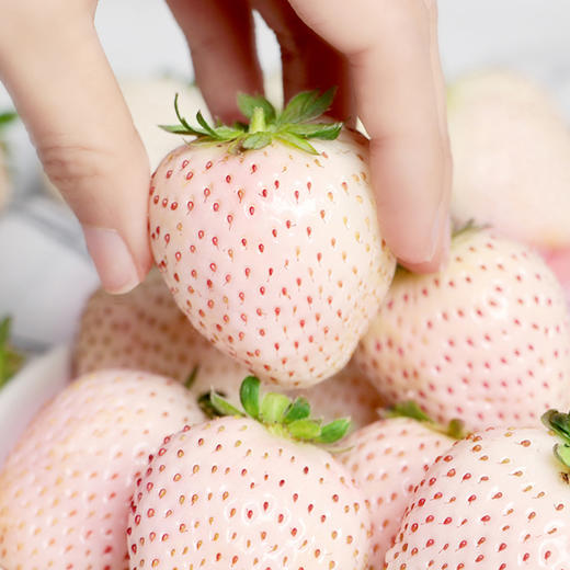 【顺丰空运】淡雪草莓  日本奈良种源  个大饱满  白嫩剔透 颗颗香甜 不打膨大剂 商品图0