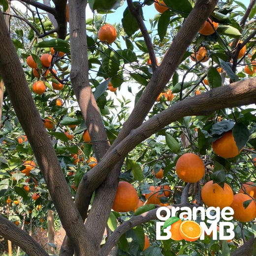 水嫩玫瑰香塔罗科血橙(新系品种） 四川宜宾产 顺丰京东快递 商品图3