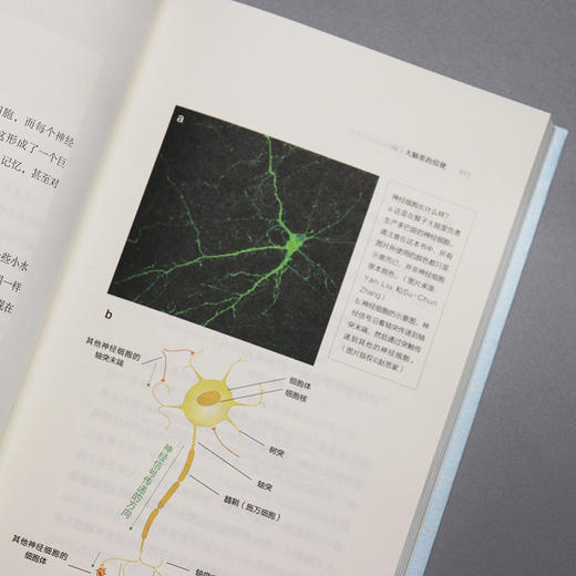 大脑通信员：认识你的神经递质 知乎科普作家赵思家 通过科学有趣的方式防止忽悠 了解大脑 畅销书籍 商品图7