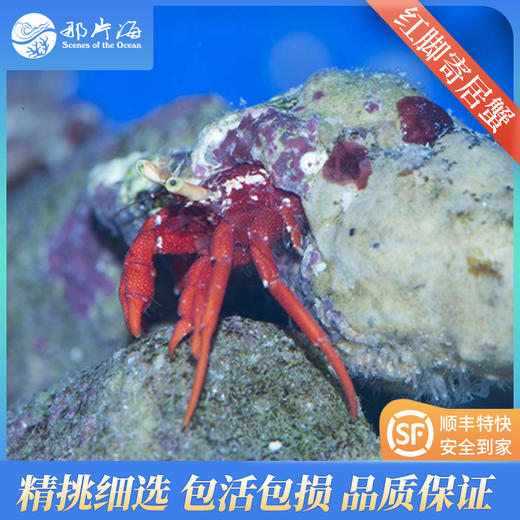 红脚寄居蟹Paguristes cadenati 商品图0