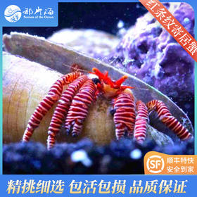 红条纹寄居蟹Ciliopagurus strigatus