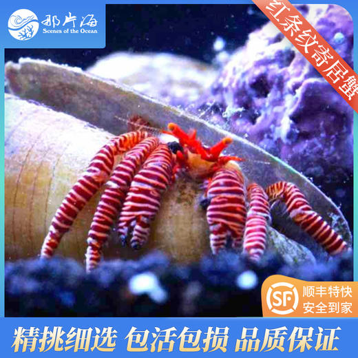 红条纹寄居蟹Ciliopagurus strigatus 商品图0