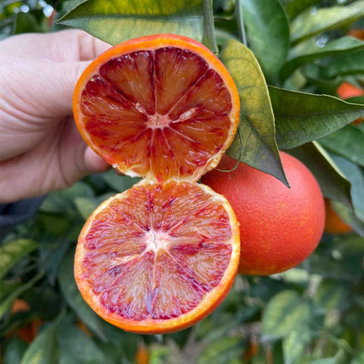 【血脐橙之乡】李子妃血脐橙5斤装  长寿湖秘境滋养 一整颗都是花青素 花香 蜜香 玫瑰香 橙香 品过难忘 商品图0