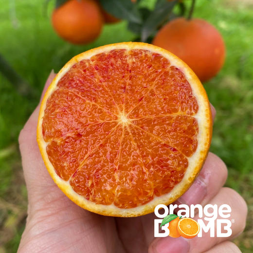 水嫩玫瑰香塔罗科血橙(新系品种） 四川宜宾产 顺丰京东快递 商品图10