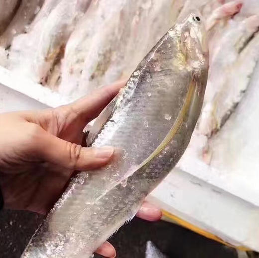 每周2/5发货〔无锡直发包邮01〕私房刀鱼馄饨（馅料➕皮） 商品图5