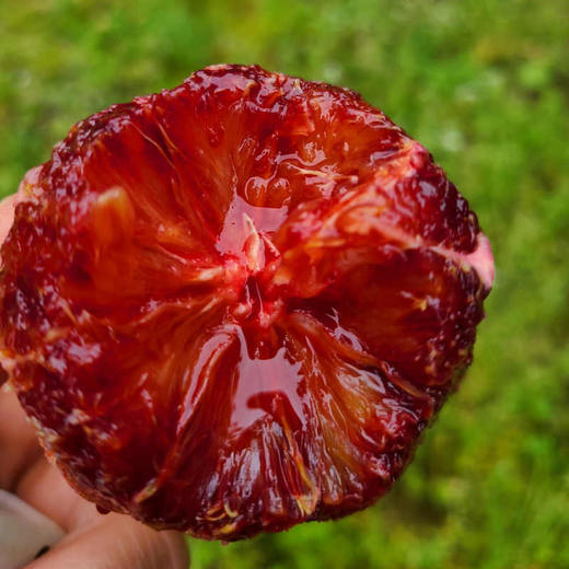 【血脐橙之乡】李子妃血脐橙5斤装  长寿湖秘境滋养 一整颗都是花青素 花香 蜜香 玫瑰香 橙香 品过难忘 商品图2