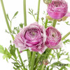 配花 | 成功洋牡丹洋葱紫 商品缩略图8