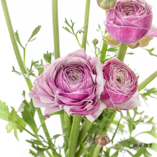 配花 | 成功洋牡丹洋葱紫 商品图8