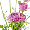 配花 | 成功洋牡丹洋葱紫 商品缩略图6