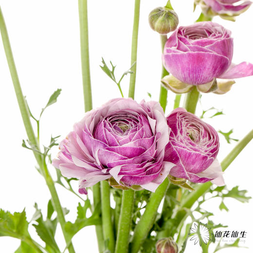 配花 | 成功洋牡丹洋葱紫 商品图6