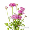 配花 | 成功洋牡丹洋葱紫 商品缩略图10