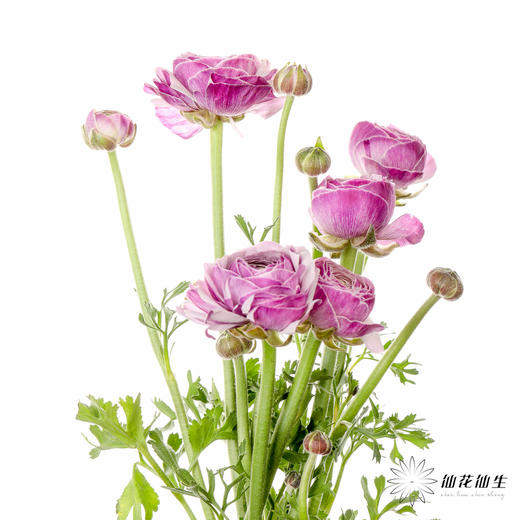 配花 | 成功洋牡丹洋葱紫 商品图10