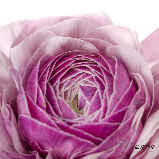 配花 | 成功洋牡丹洋葱紫 商品图0