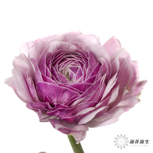 配花 | 成功洋牡丹洋葱紫 商品图2