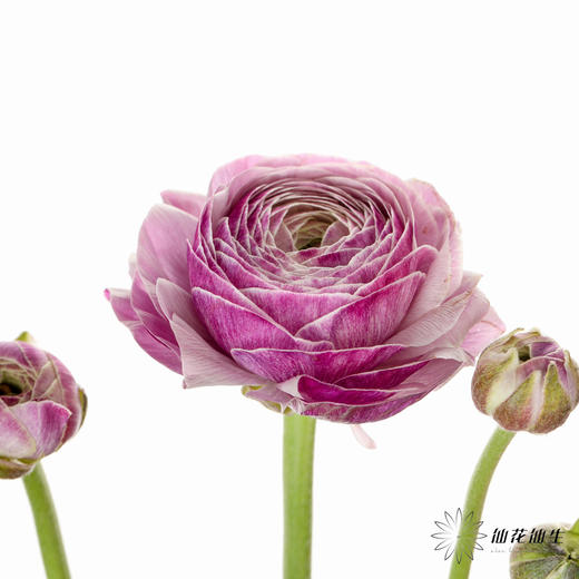 配花 | 成功洋牡丹洋葱紫 商品图7