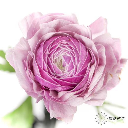 配花 | 成功洋牡丹洋葱紫 商品图1