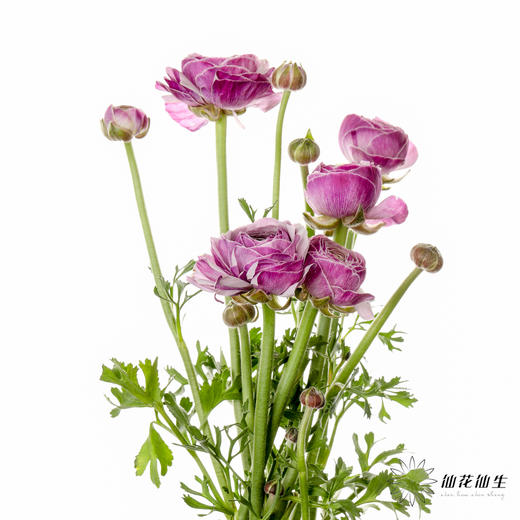 配花 | 成功洋牡丹洋葱紫 商品图4