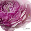 配花 | 成功洋牡丹洋葱紫 商品缩略图3
