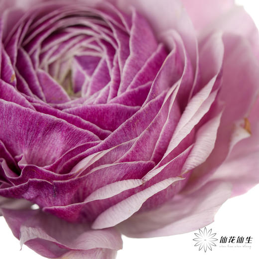 配花 | 成功洋牡丹洋葱紫 商品图3