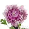 配花 | 成功洋牡丹洋葱紫 商品缩略图5
