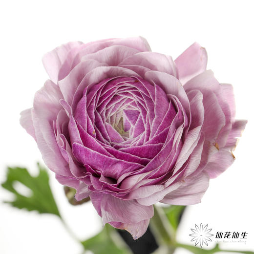 配花 | 成功洋牡丹洋葱紫 商品图5