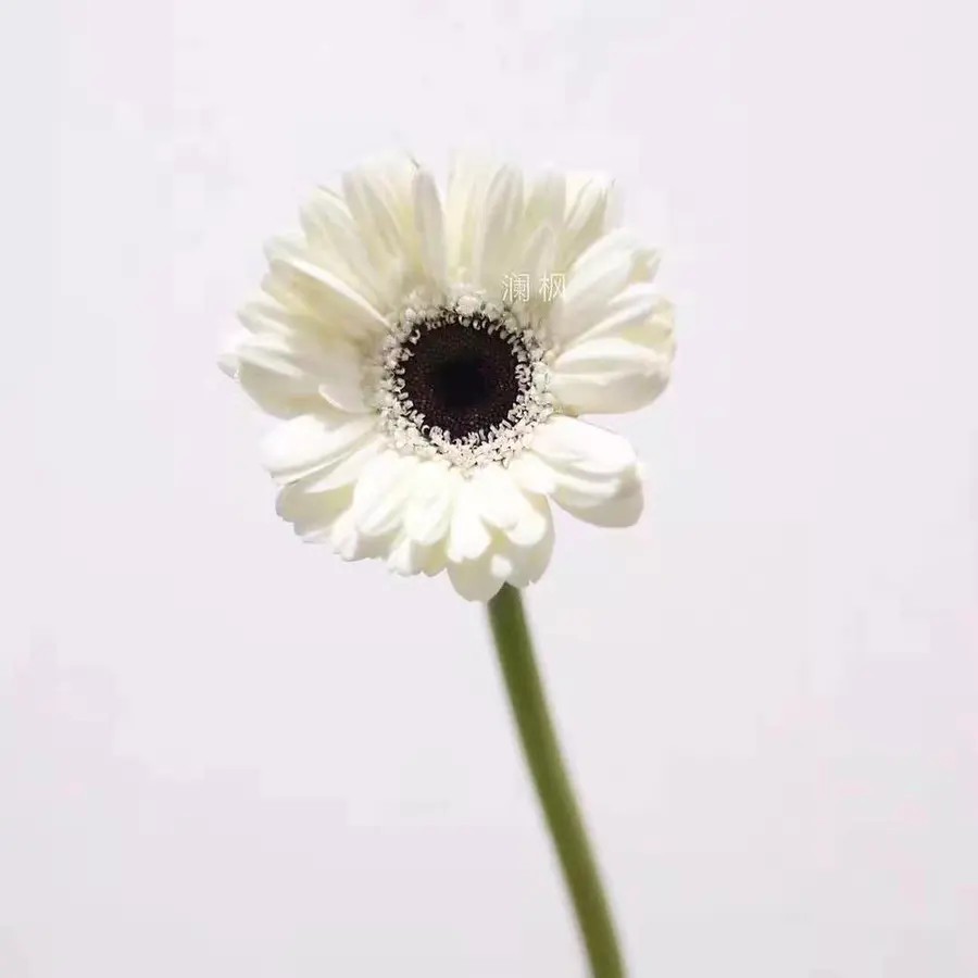 扶郎，玉镜小花白15支