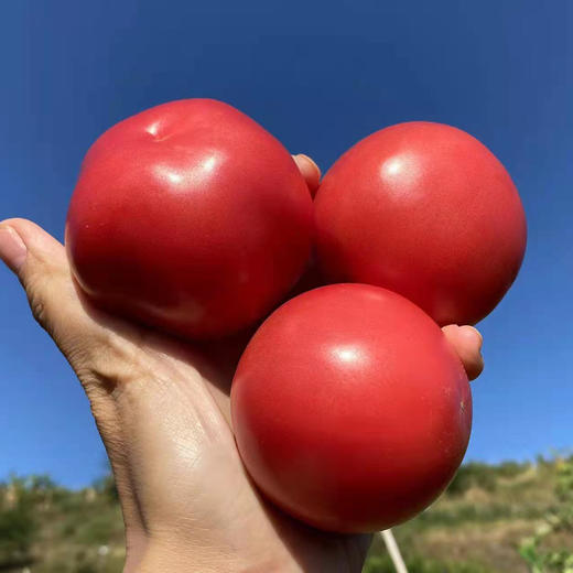 特惠福利『攀枝花露天沙瓤番茄』自有番茄园，沙瓤细腻，果肉肥厚 商品图3