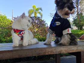 ⭐️金壳粉权益一览