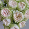 【夏雨荷玫瑰.稀有】9支送1支/份 买2份减10元 白绿色系 标准的奥斯汀花芯 商品缩略图2