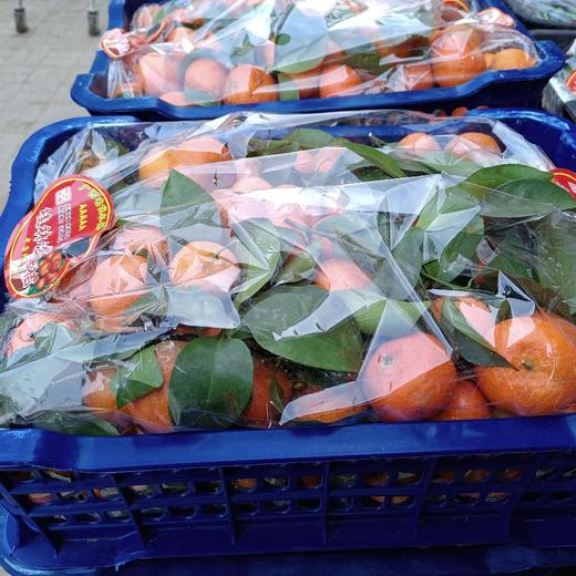 一件砂糖橘18斤 商品图0