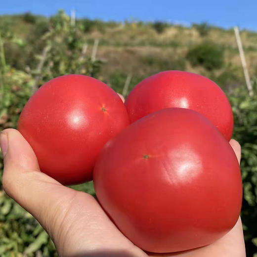 特惠福利『攀枝花露天沙瓤番茄』自有番茄园，沙瓤细腻，果肉肥厚 商品图5
