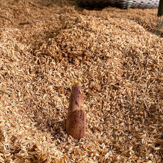 临安春笋 商品图2