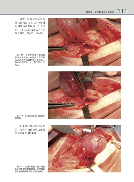 小动物后腹部手术（世界兽医经典著作译丛•小动物外科系列） 商品图4