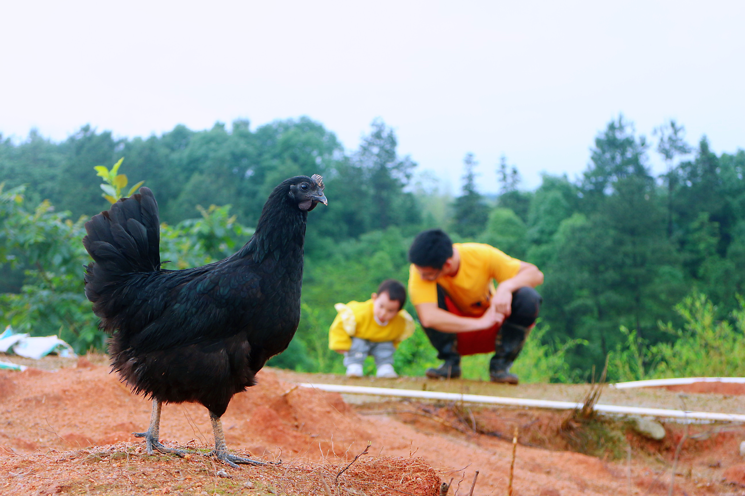【包邮】五黑母鸡(黑肉)| 生态散养200天以上,遵循有机标准,放心肉