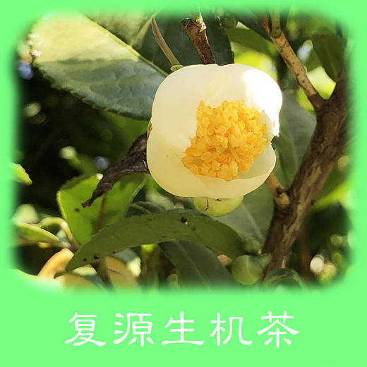 复源生机茶 50克 商品图0