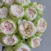 【夏雨荷玫瑰.稀有】9支送1支/份 买2份减10元 白绿色系 标准的奥斯汀花芯 商品缩略图0