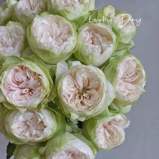 【夏雨荷玫瑰.稀有】9支送1支/份 买2份减10元 白绿色系 标准的奥斯汀花芯 商品图0