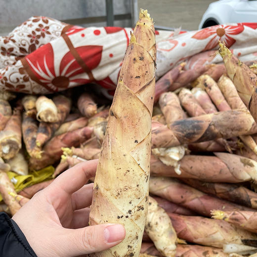 临安春笋 商品图9