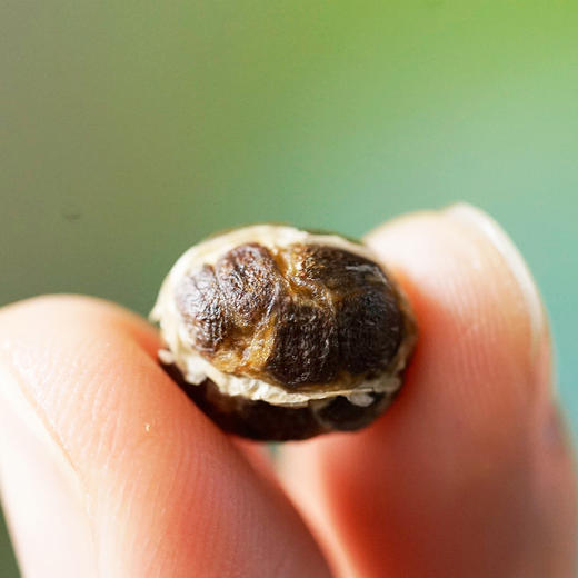 【买赠】春砂仁 | 道地·阳春春湾 | 50g 商品图3