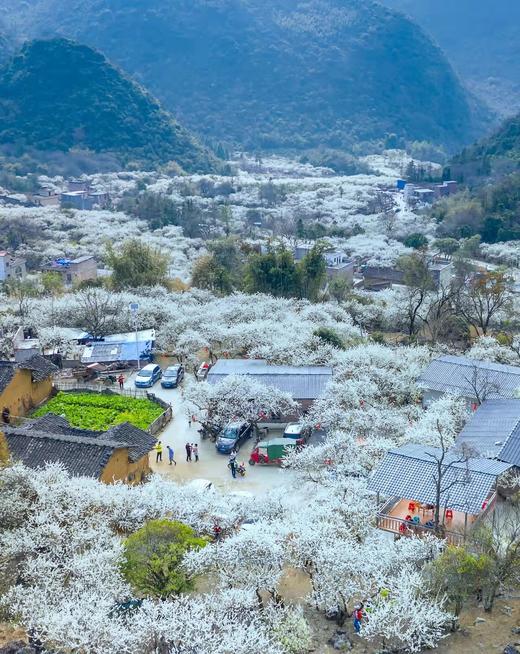 精品，1月25日出发【清远】阳山千亩李花•水浪花谷2天摄影（精品团） 商品图2