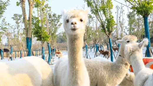 春假/清明/五一可用单人门票+职业体验特惠89起【黄龙溪欢乐田园】 商品图3